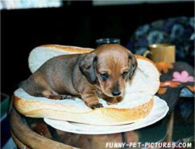hot_dog.jpg