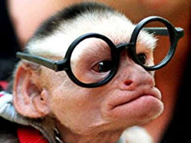 monkey_in_glasses.jpg
