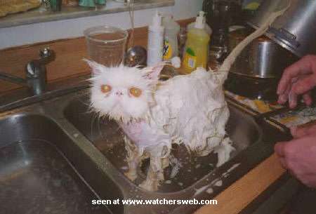 wetkitty.jpg